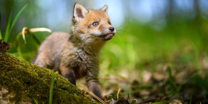 什麼是生物？概念、特徵、與惰性物質的共同特徵