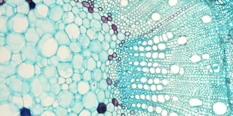 什麼是生物？概念、特徵、與惰性物質的共同特徵