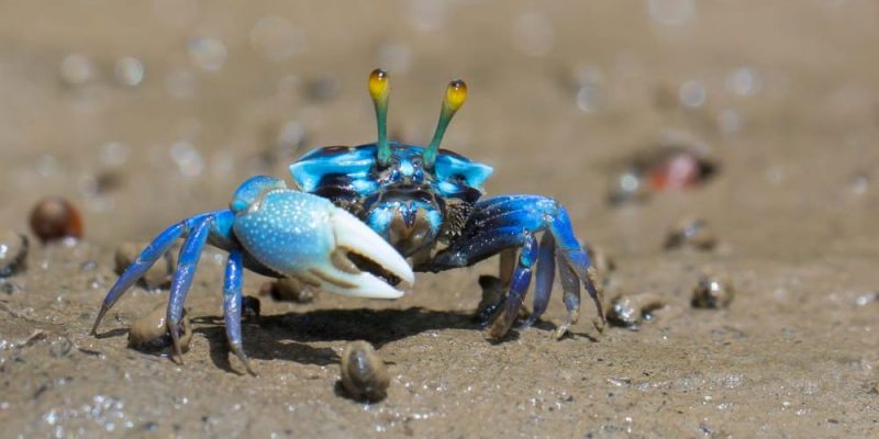 生物學的分支是什麼？概念、特徵、分類和例子