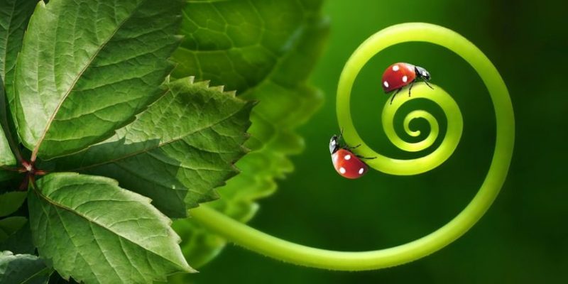 生物學的分支是什麼？概念、特徵、分類和例子