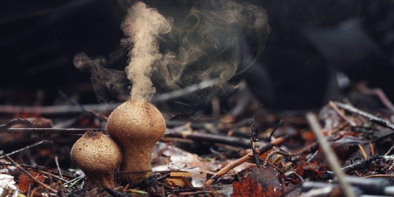蘑菇是什麼？概念、類型、繁殖以及其他特徵