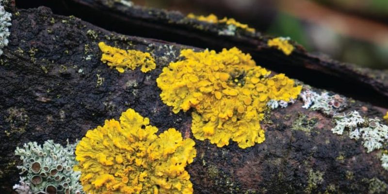 蘑菇是什麼？概念、類型、繁殖以及其他特徵
