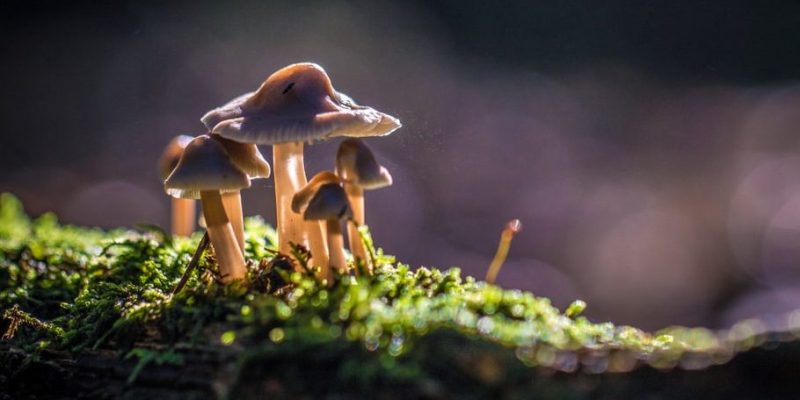 蘑菇是什麼？概念、類型、繁殖以及其他特徵