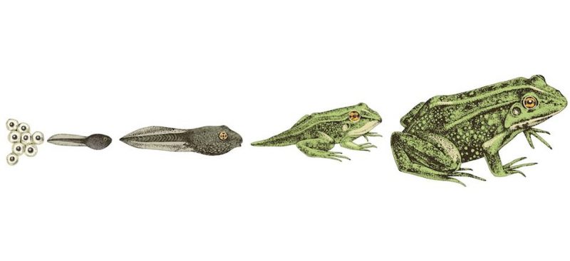 什麼是變態？概念、特徵、如何發生