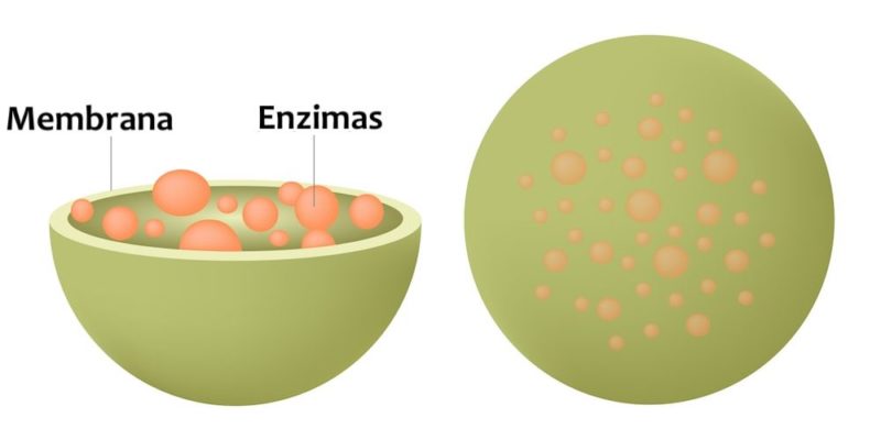 細胞的溶小體是什麼？概念、功能、結構和其他特徵、如何形成
