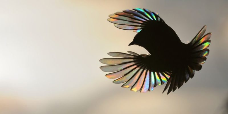 什麼是生物物理學？概念、它的目標、研究對象和分支、重要性