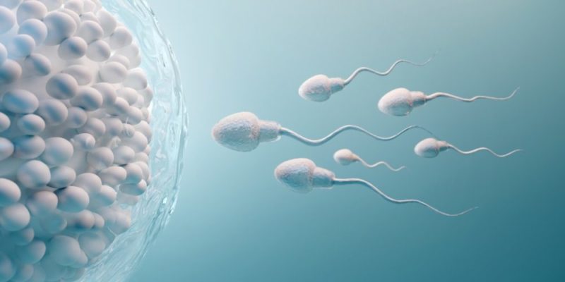 什麼是有性生殖？概念、過程、如何發生、無性繁殖