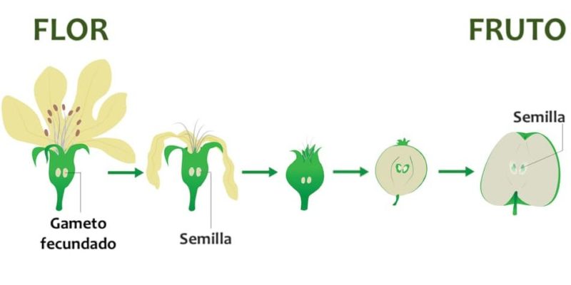 什麼是植物繁殖？概念、特徵、分類和例子