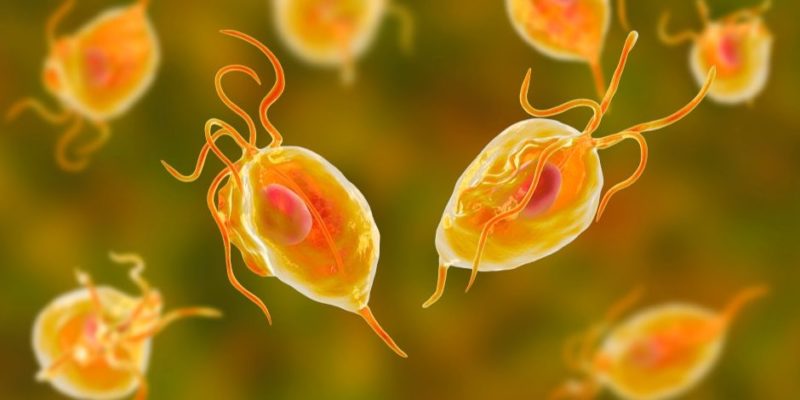 什麼是微生物？概念、特徵、分類和例子