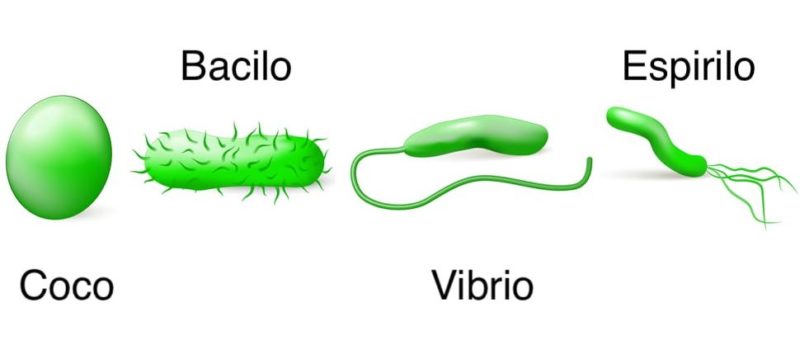 什麼是微生物？概念、特徵、分類和例子