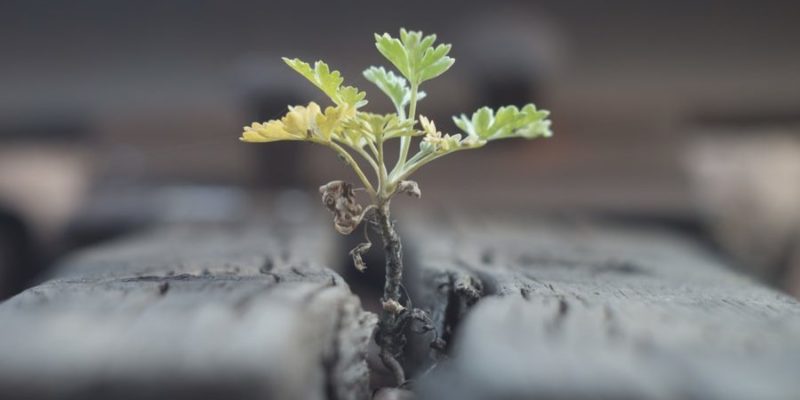 生命的起源是什麼？概念、特徵、各種理論、科學