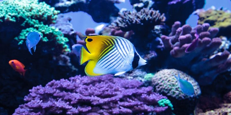 什麼是生物擬態？概念、用途、類型和例子