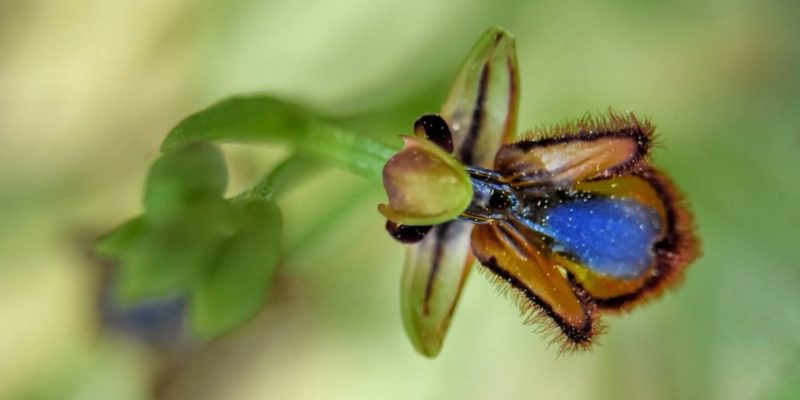 什麼是生物擬態？概念、用途、類型和例子