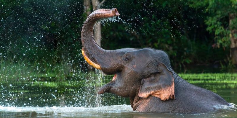 什麼是生物因素和非生物因素？概念、特徵、關係以及例子