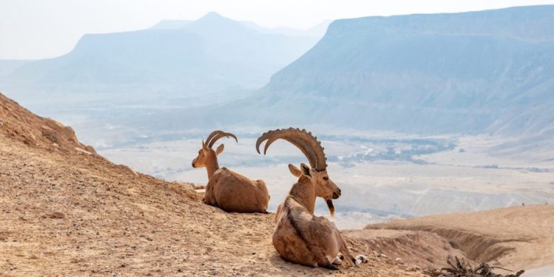 什麼是生物因素和非生物因素？概念、特徵、關係以及例子