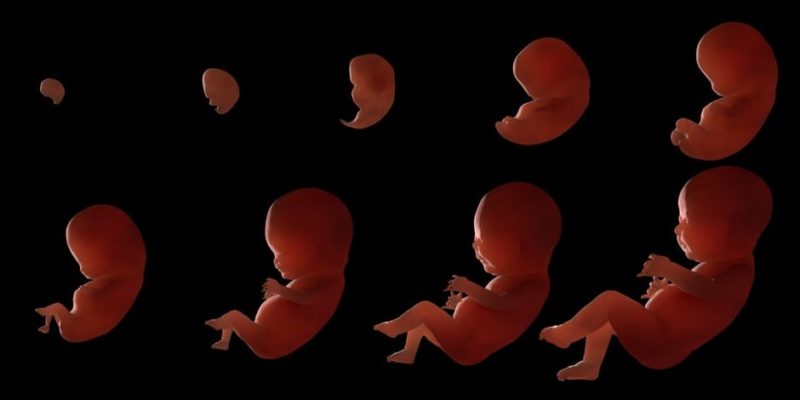 什麼是人類生殖、性交、受精？概念、特徵和例子