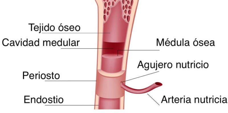 有關骨骼的一切？概念、如何分類、功能和結構、人體有幾塊骨頭？