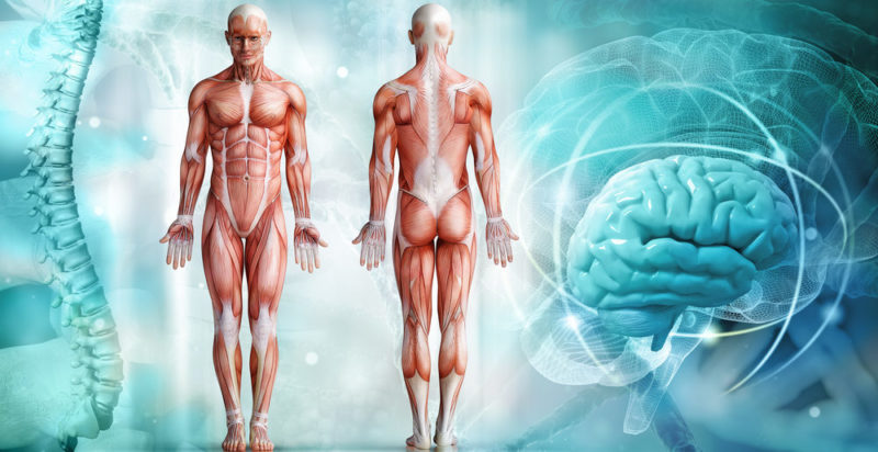 什麼是人體系統？概念、用途、特徵、類型和例子