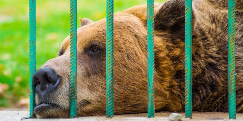 什麼是動物權利？概念、起源和目標