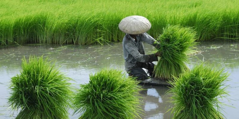 什麼是亞洲生產方式？概念、特徵、爭論