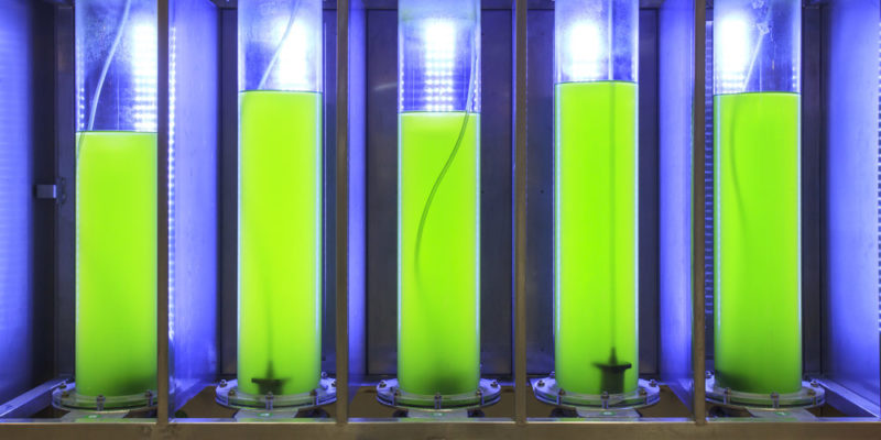 什麼是生物燃料？概念、特徵、類型、如何獲得、優點