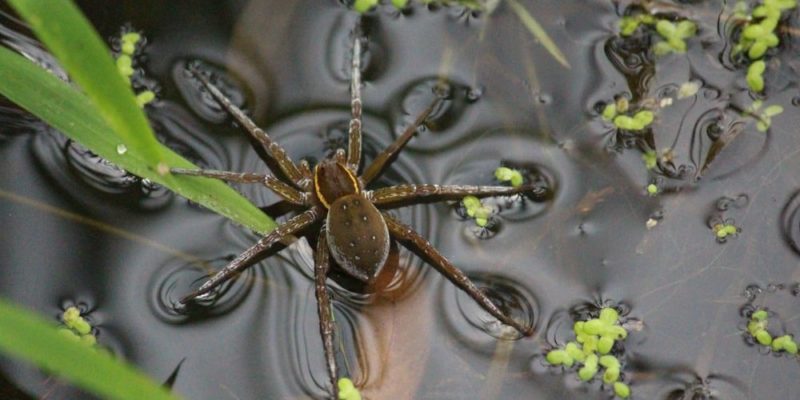 什麼是水態？概念、狀態特徵、狀態變化如何發生