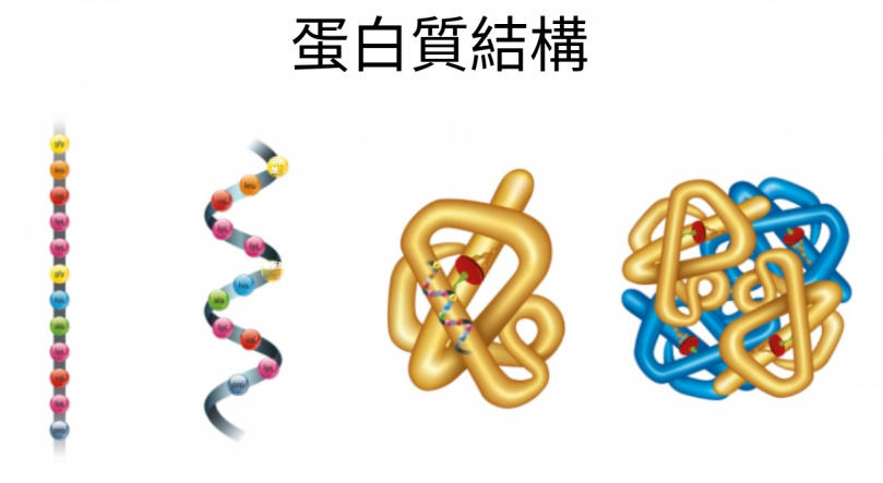 什麼是蛋白質？概念、類型、功能、結構層次以及食物