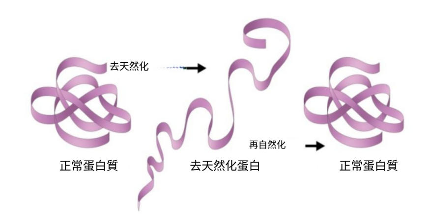 什麼是蛋白質？概念、類型、功能、結構層次以及食物